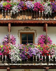 Ампельные цветы на балконе