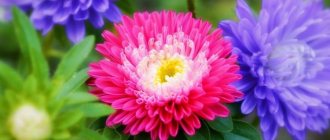 Asters (70 photos): types, cultivation and care