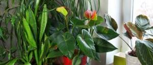 house plant like tree