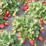 Strawberry beds in two rows