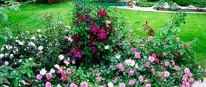 клумбы с розами фото 20