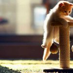DIY cat scratching post: the main way to protect surfaces in the house