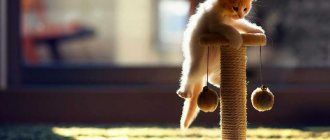 DIY cat scratching post: the main way to protect surfaces in the house