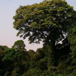 Zebrawood tree crown