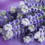 лавандовый цвет