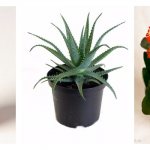 A variety of domestic types of succulents. Article for beginner gardeners 