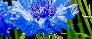 unpretentious perennial flowers - cornflower