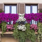 Оформление балкона цветами