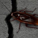 Тараканы проникают в квартиру через трещины в стенах и перекрытиях