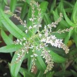 вербена лимонная