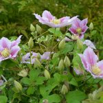 Climbing plants for the garden: perennial and annual options